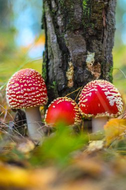 Sonbahar ormanında arka planda iğneler olan kızıl Amanda.