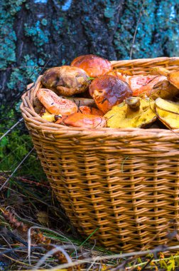 Bir tutam taze mantar, yakın çekim.