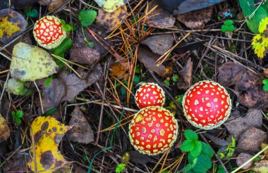 Kızıl Amanita sonbahar ormanında bulutlu bir günde arka planda iğnelerle