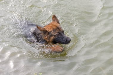 Uzun saçlı Alman kurdu gölde yüzer..