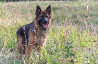 Çayırdaki uzun saçlı Alman çoban köpeği.