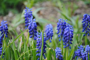 Mavi muscari çiçekli arkaplan resmi.