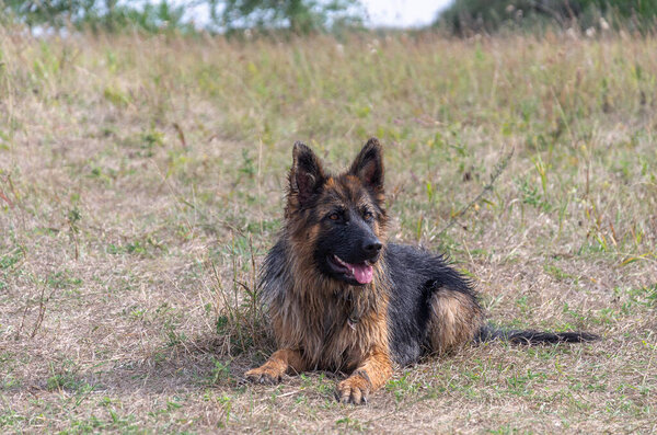 A long-haired German Shepherd lies on the grass in a field.