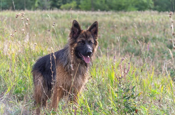 Çayırdaki Uzun Saçlı Alman Çoban Köpeği — Stok fotoğraf