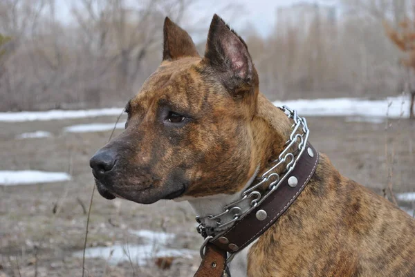 Amerikan Staffordshire Terrier Bir Bahar Sahasının Arka Planında — Stok fotoğraf