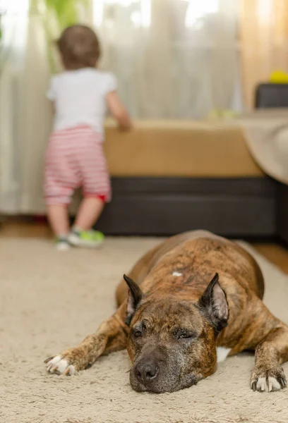 Sdraiato su un tappeto è un cane e un bambino sullo sfondo. — Foto Stock