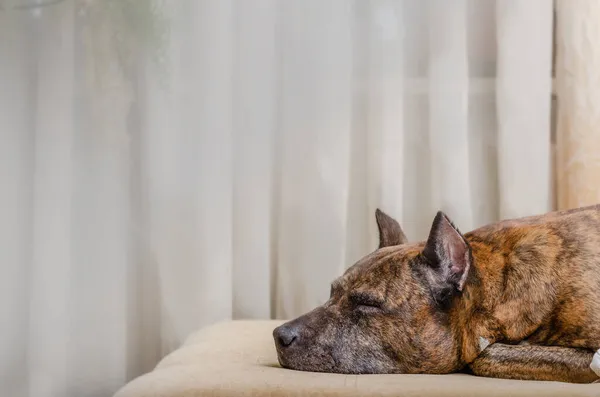 Cane Sdraiato Sul Pavimento — Foto Stock