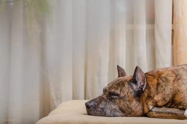 Cane Sdraiato Sul Divano Casa — Foto Stock