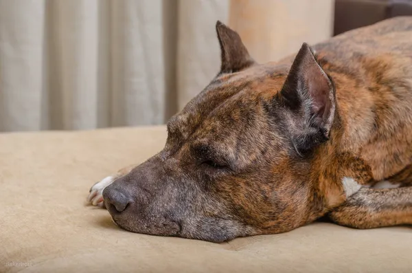 Cane Sdraiato Sul Divano Casa — Foto Stock