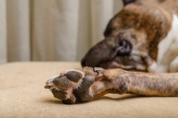 Cane Sdraiato Sul Pavimento — Foto Stock