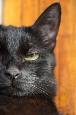 Kara kedi şüpheli görünüyor, yakın plan.