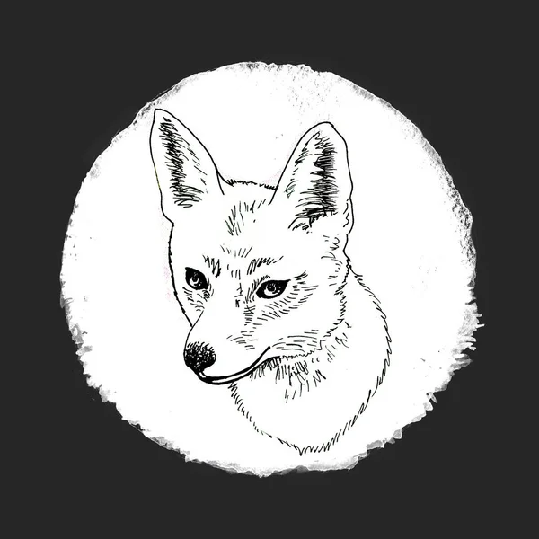 Elemento de design redondo com raposa desenhada à mão — Fotografia de Stock