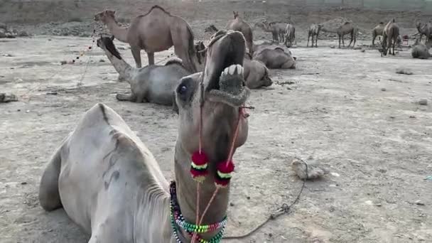 Divertido Camello Primer Plano Mostrando Sus Dientes Masticando Comida — Vídeos de Stock