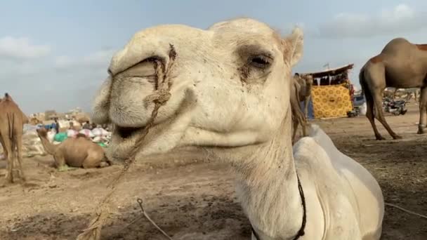 Chameau Blanc Gros Plan Mâchant Son Repas — Video