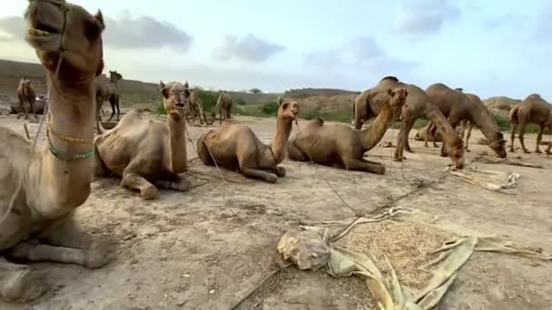 Camello Pakistán Esperando Los Compradores — Vídeo de stock