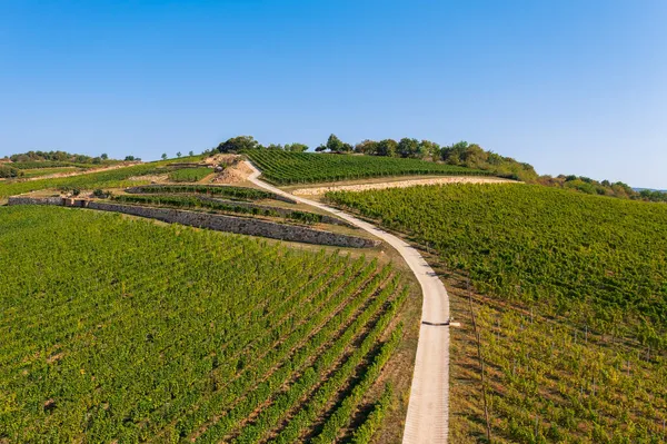 ワイナリーやブドウ畑とハンガリーのトカイの歴史的なワイン地域についてのパノラマビュー 東海歴史的ワイン産地 — ストック写真