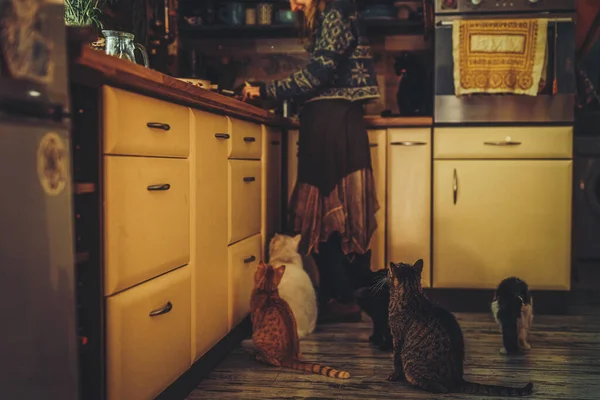 Katt och flickan i köket. — Stockfoto
