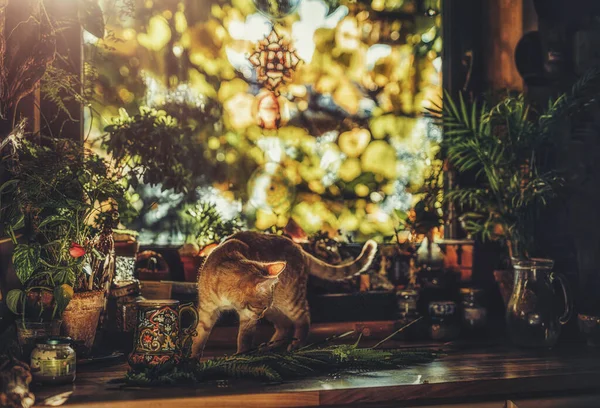 아름다운 시골 주방에서 식탁에 앉아 있는 고양이, — 스톡 사진