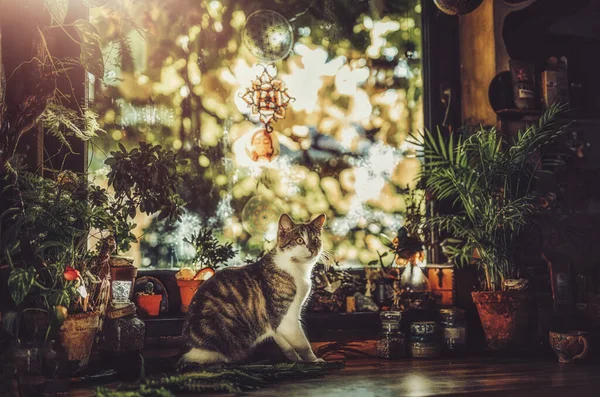 Kot na stole w pięknej rustykalnej kuchni, — Zdjęcie stockowe