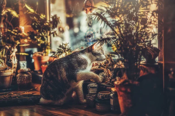 Gato sobre la mesa en una hermosa cocina rústica, — Foto de Stock