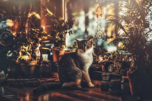 Kot na stole w pięknej rustykalnej kuchni, — Zdjęcie stockowe
