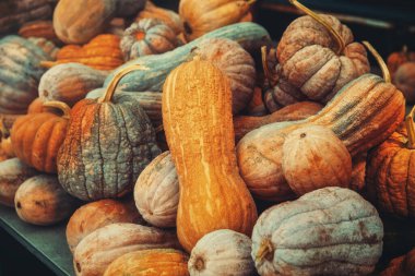 Küçük renkli balkabağı iğneleri yığını.