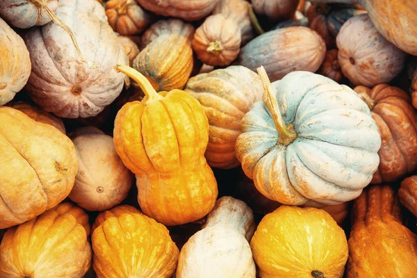 Küçük renkli balkabağı iğneleri yığını.