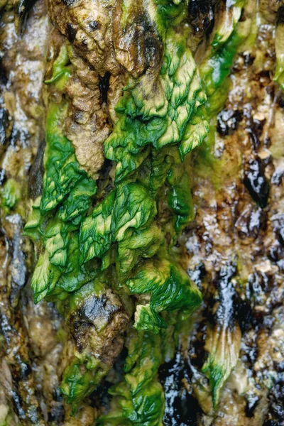 Kust achtergrond textuur van algen op rotsen bij eb. — Stockfoto