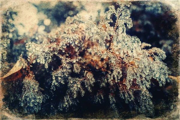 Rostlina pokrytá zmrzlým deštěm. Zimní krajina. — Stock fotografie