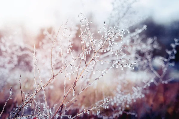 얼어붙은 비로 덮힌 식물. 겨울 풍경. — 스톡 사진