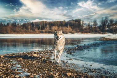 Çekoslovakya kurt köpeği güzel kış doğasında. Kurt Tazısı.