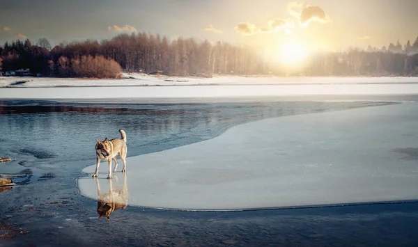 Чехословацкая волчья собака в красивой зимней природе. wolfhound. — стоковое фото