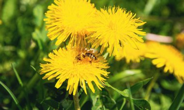 Çiçekteki güzel arı makrosu.