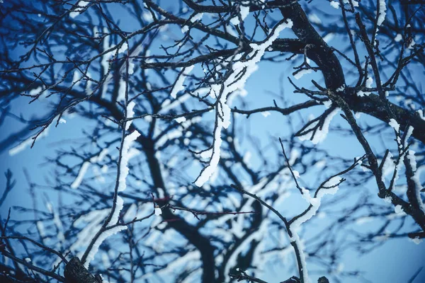 Schneebedeckte Äste in Großaufnahme auf blauem Hintergrund. — Stockfoto