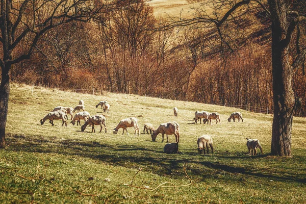 Ovejas pastando en un hermoso prado verde. —  Fotos de Stock