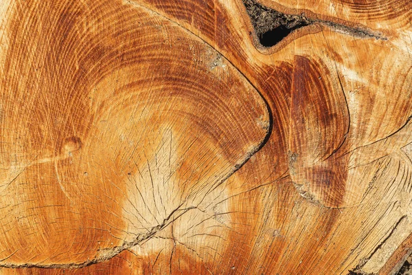 Tree rings with a cross section of cut wood. — Stock Photo, Image