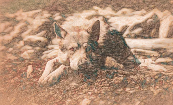 Czechoslovakian wolfdog in nature. wolfhound. Painting effect. — Stock fotografie