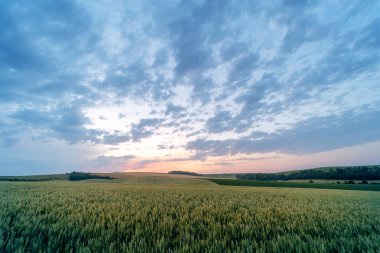 Tahıl tarlasında güzel bir gün batımı.