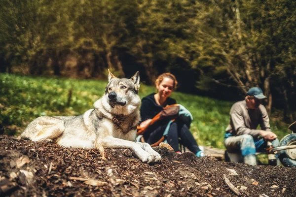 Czechoslovakian wolfdog in nature. wolfhound. — Stock Photo, Image