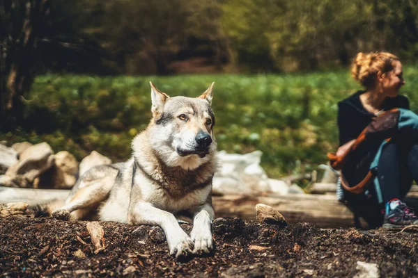 Czechoslovakian wolfdog in nature. wolfhound. — Stock Photo, Image