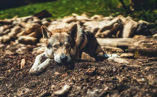 捷克斯洛伐克狼狗在自然界中。狼犬. — 图库照片