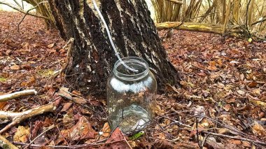 Ağaçtan cam bir şişeye huş ağacı özü toplamak..