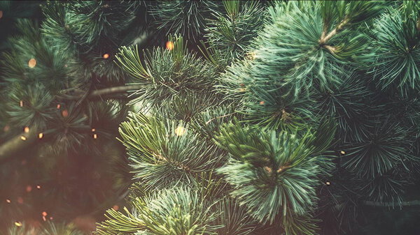 Pine branches with needles on blurred background. Royalty Free Stock Images