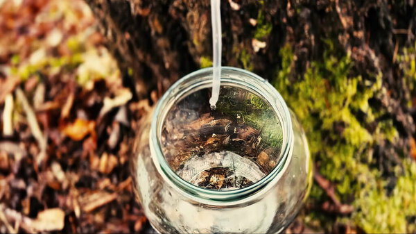 Collecting birch sap from a tree into a glass bottle. Stock Image