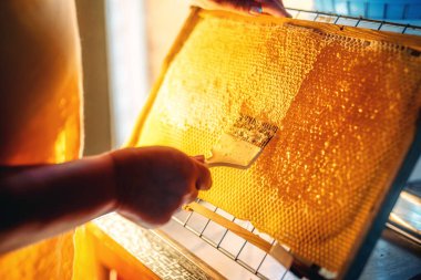 Bal peteğinin çıktısını almak için tarakla çalış