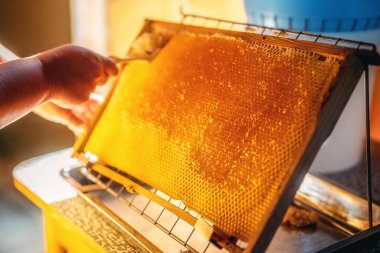 Bal peteğinin çıktısını almak için tarakla çalış