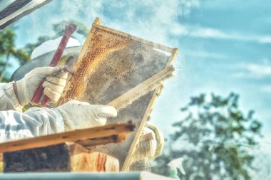 Arıcı bal dolu bal peteğiyle hile yapıyor.