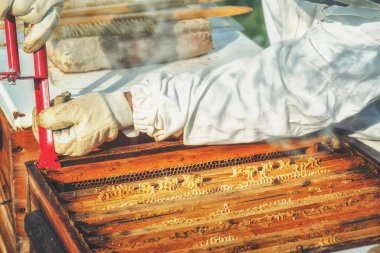 Arıcı bal dolu bal peteğiyle hile yapıyor.