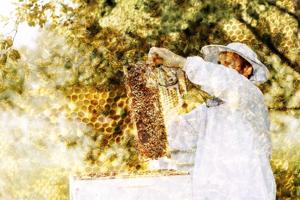 Beekeeper Manipulating Honeycomb Full Golden Honey — Stock Photo, Image