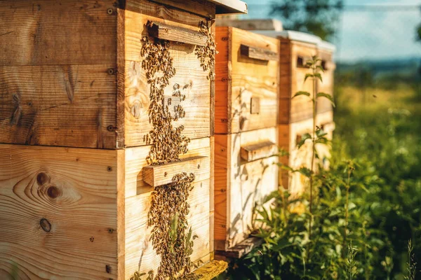 Včelí Úly Včelíně — Stock fotografie